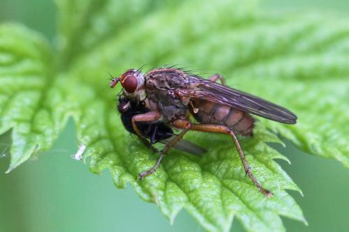 Réf. 204 964 : Scathophaga inquinata